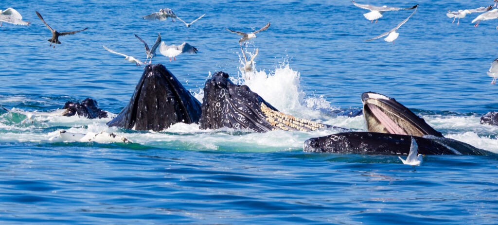 humpback whales bubble net feeding in juneau alaska