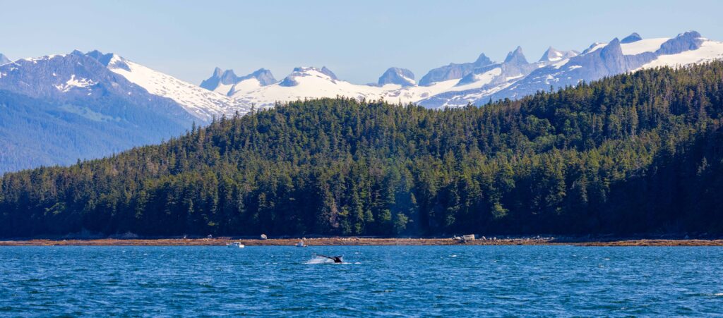 a single whale dives with trees and tall jagged peaks above it