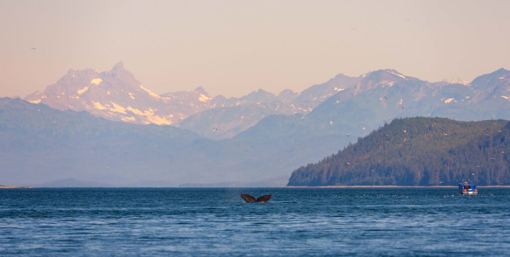 a whale dives and shows its fluke during a juneau whale watching trip with mountains in the distance
