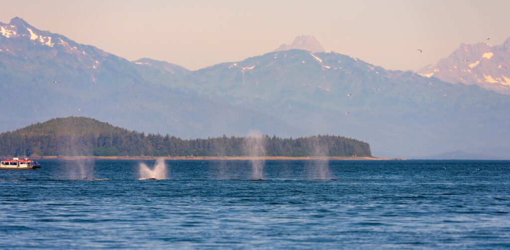 whales simultaneously blow mist into the air