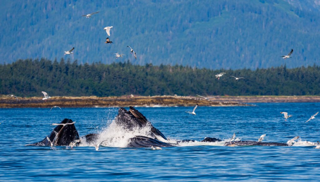 humpback whales bubble net feeding in juneau alaska