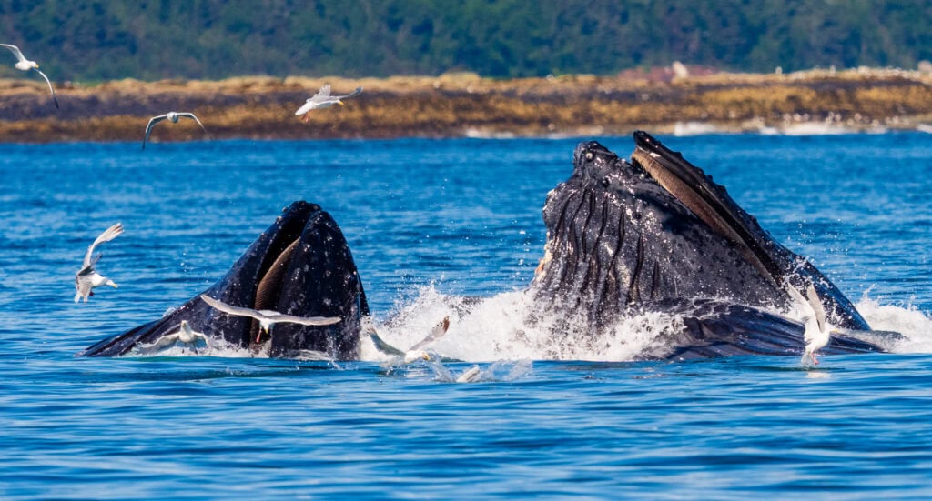 humpback whales bubble net feeding in juneau alaska