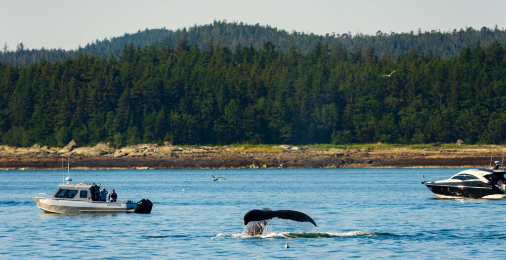 a whale dives in juneau with whale watching boats nearby