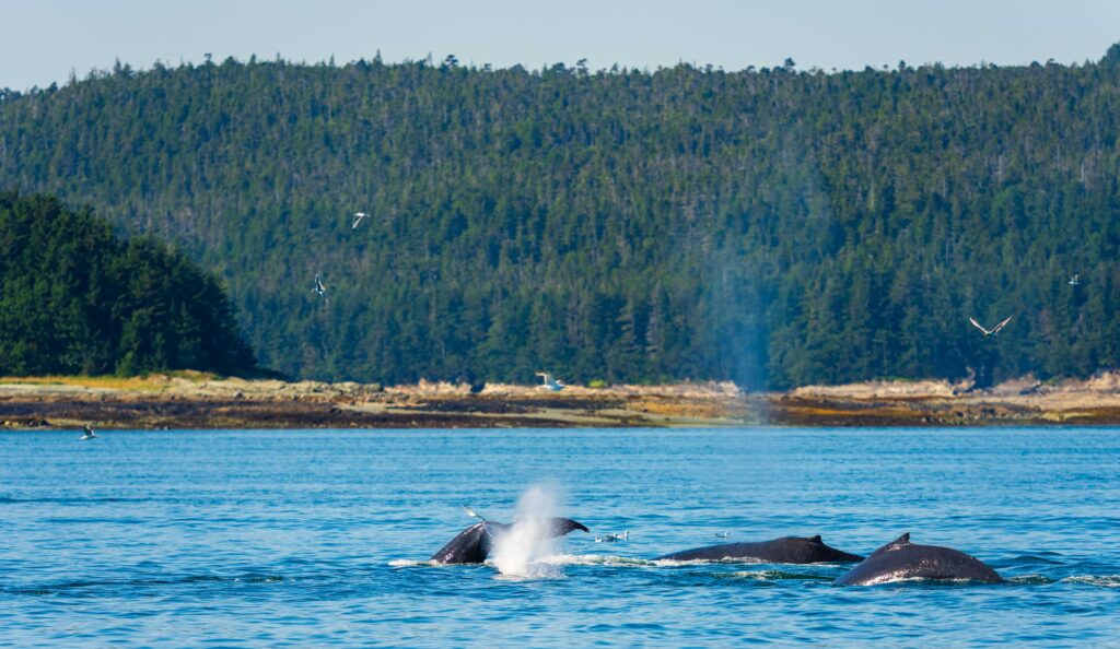 humpback whales swim close to each other