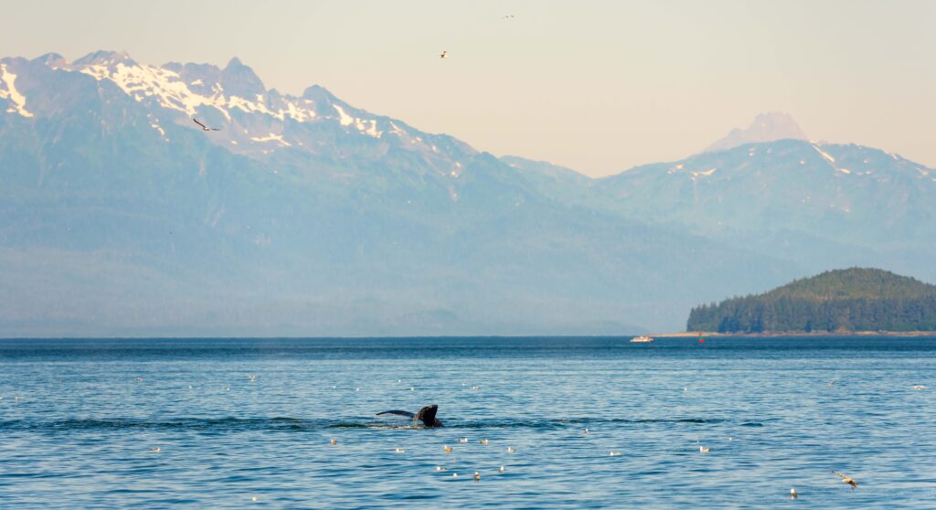 a whale dives and shows its fluke during a juneau whale watching trip with mountains in the distance