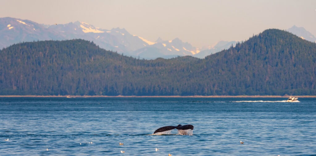 a whale dives and shows its fluke during a juneau whale watching trip with mountains in the distance