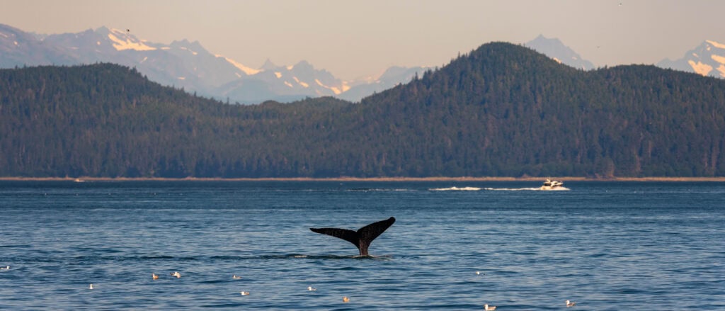 a whale dives and shows its fluke during a juneau whale watching trip with mountains in the distance