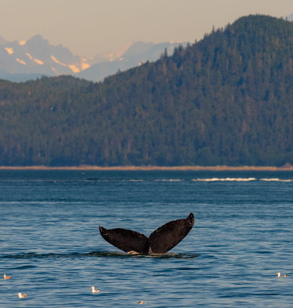 a whale dives and shows its fluke during a juneau whale watching trip with mountains in the distance