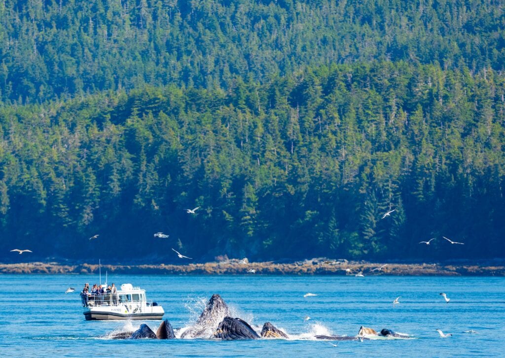 humpback whales bubble net feeding in juneau alaska