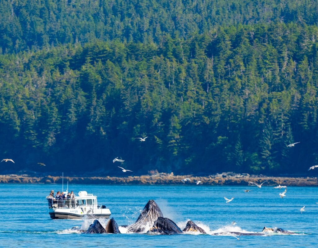 humpback whales bubble net feeding in juneau alaska
