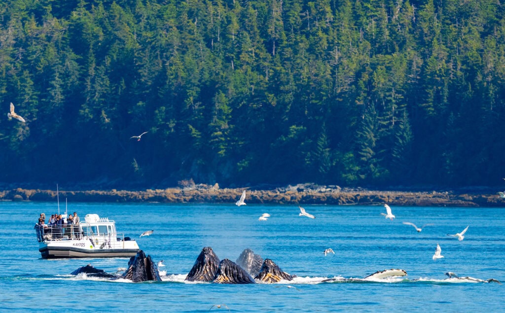 humpback whales bubble net feeding in juneau alaska