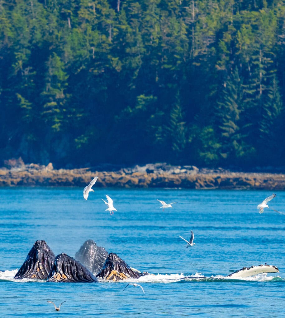 humpback whales bubble net feeding in juneau alaska