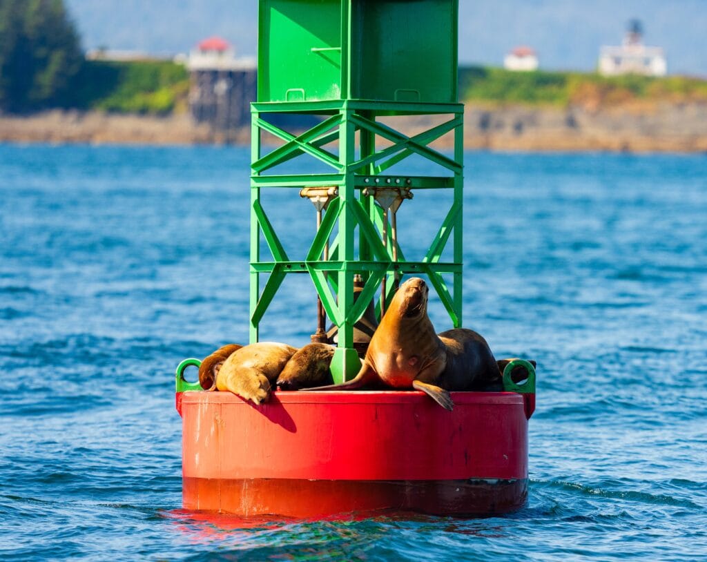 stellar sea lion hang out on a buoy in alaska