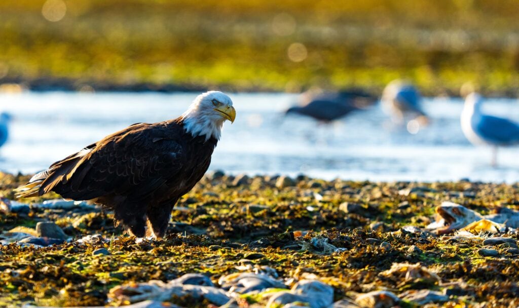 a bald eagle stands on the ground near a river