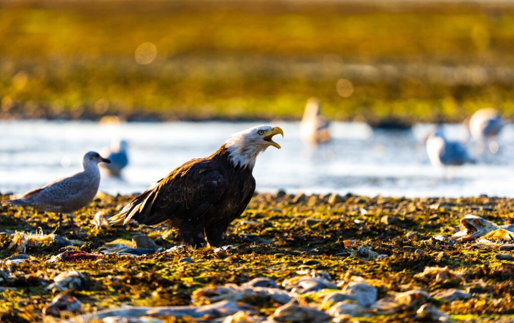 a bald eagle screeches surrounded by dead salmon