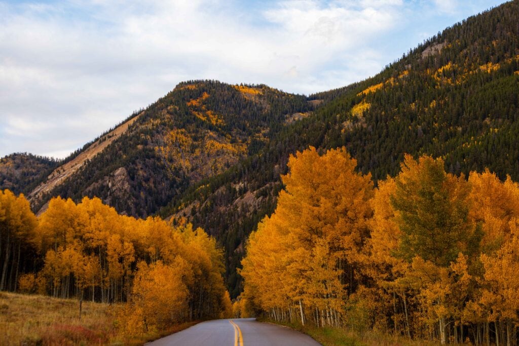 yellow aspens lining a mountain road