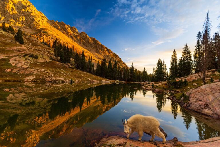 a mountain goat stands on the shores of willow lakes