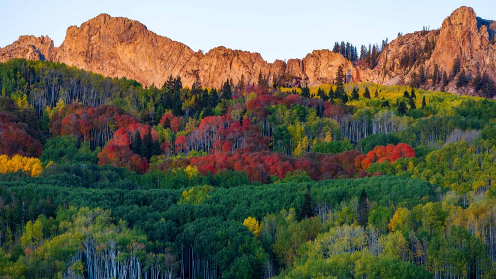 red yellow and green aspen below mountains