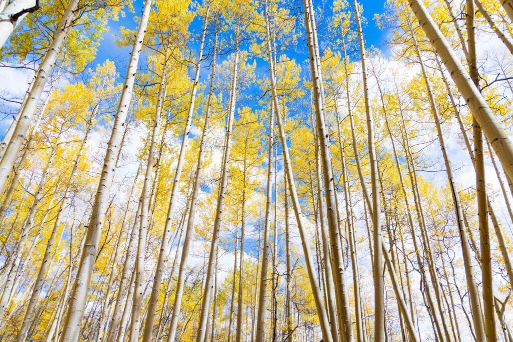 yellow aspens in crested butte