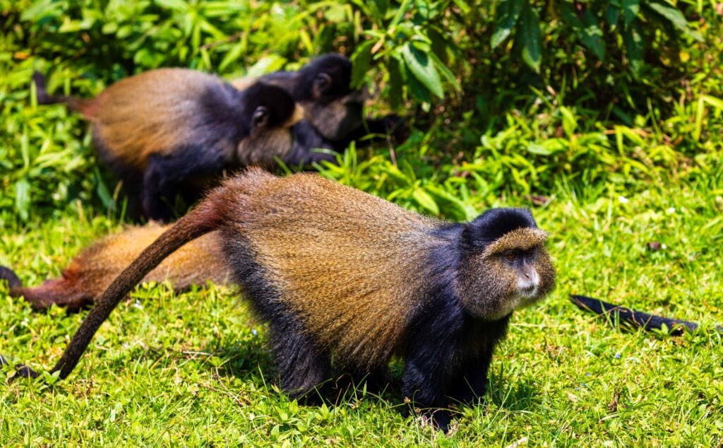 two golden monkeys in rwanda