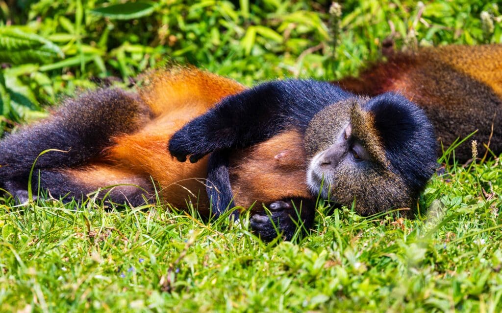 a golden monkey lies on the ground in the sun