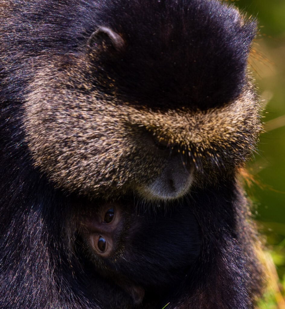 a baby golden monkey peaks out from under mom