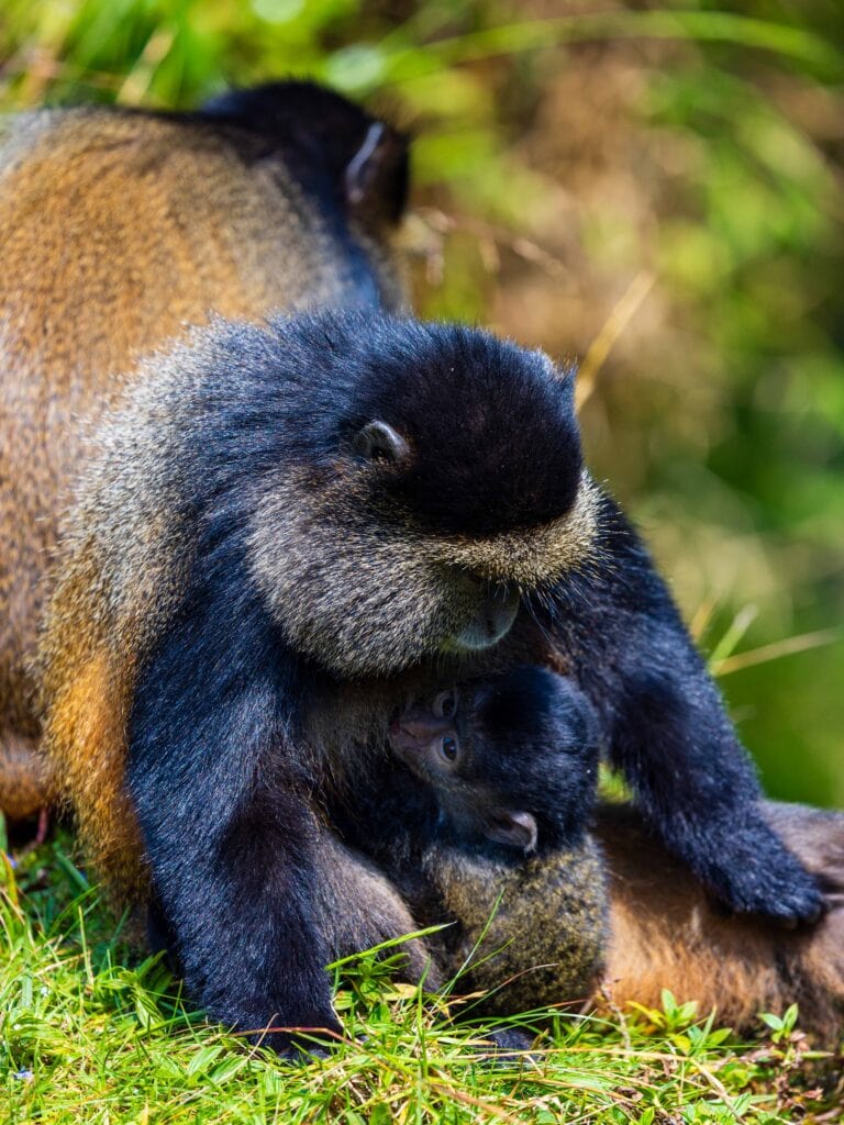 golden monkey walking