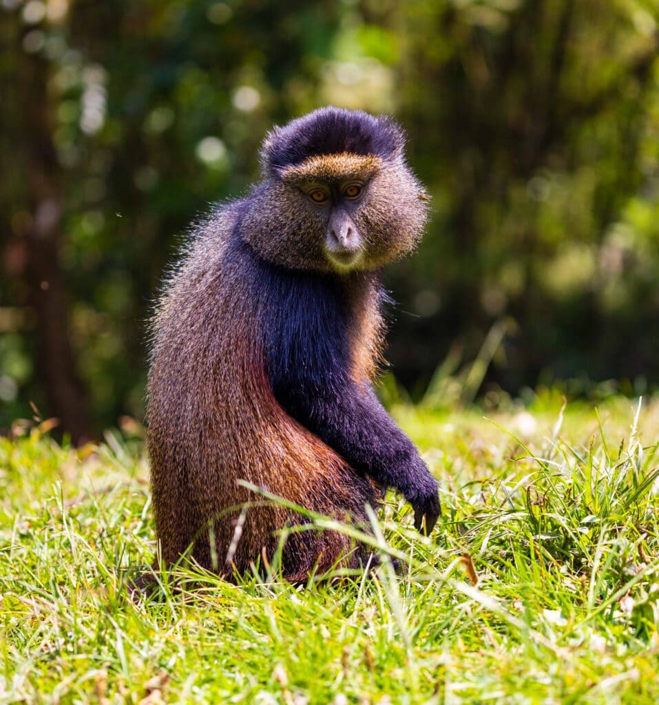 a golden monkey looks towards the camera