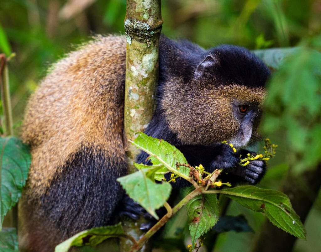 a Rwandan golden monkey eats a plant