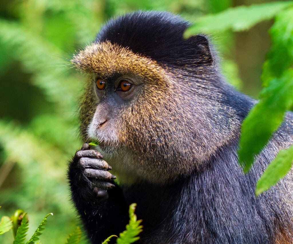 a Rwandan golden monkey eats a plant