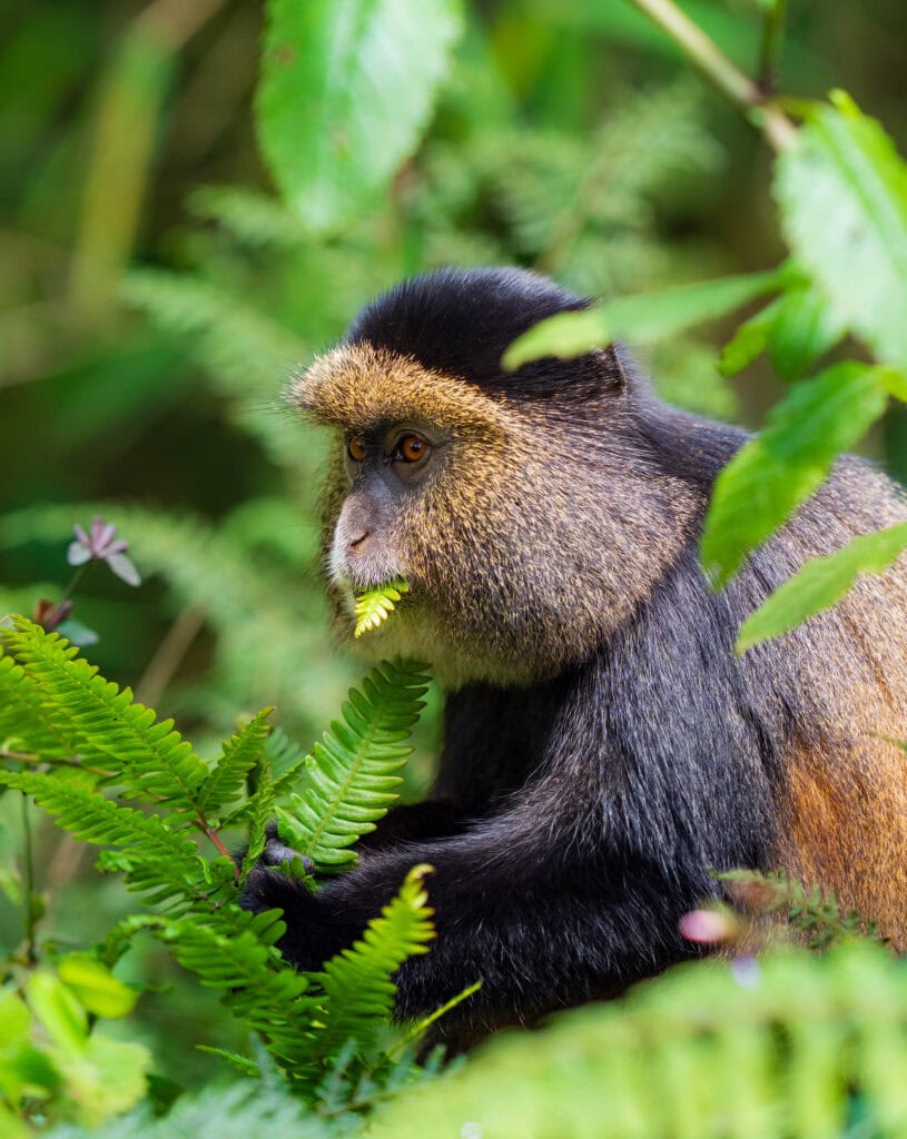 a Rwandan golden monkey eats a plant