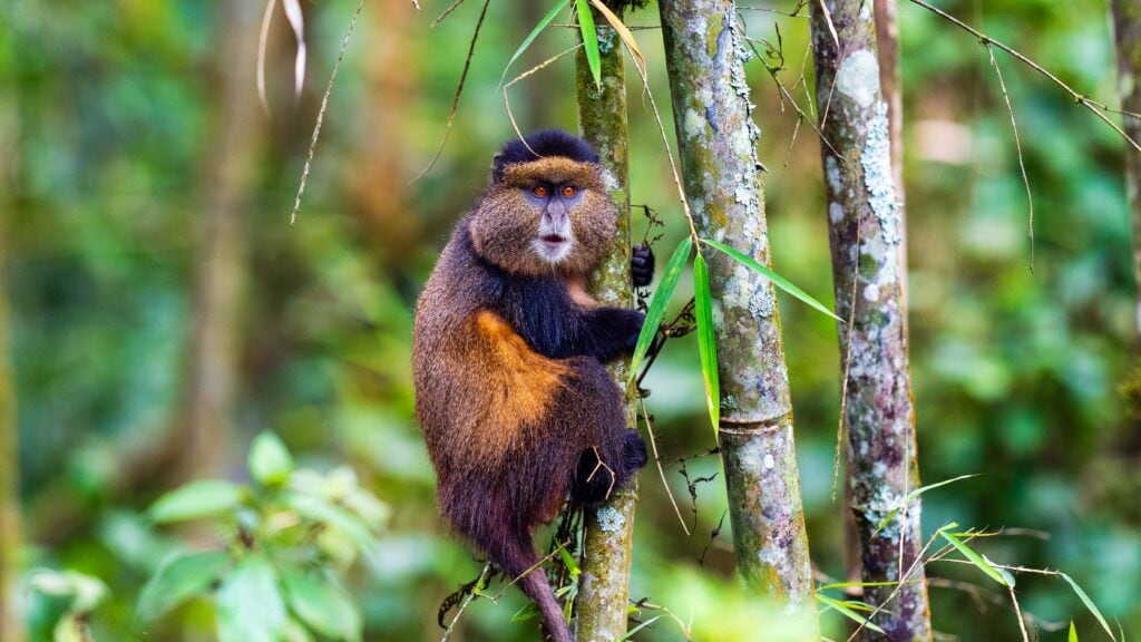 golden monkey holding onto a tree branch looks out
