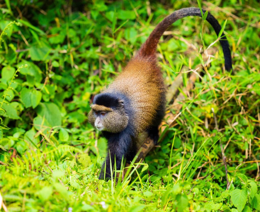 golden monkey walks on the ground