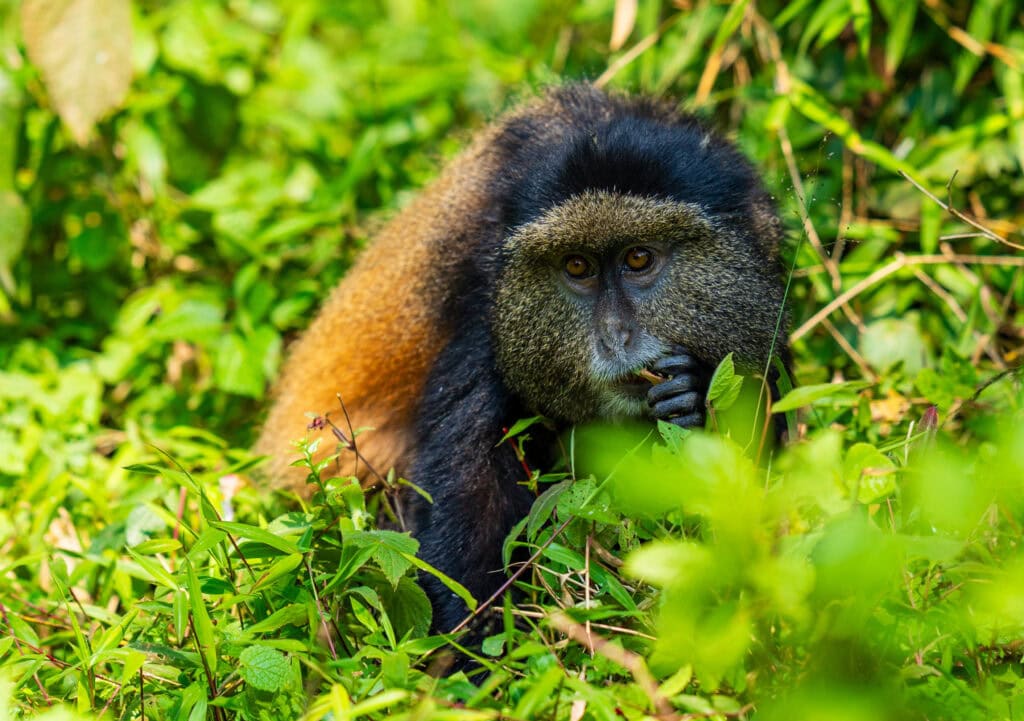 a monkey eats plants