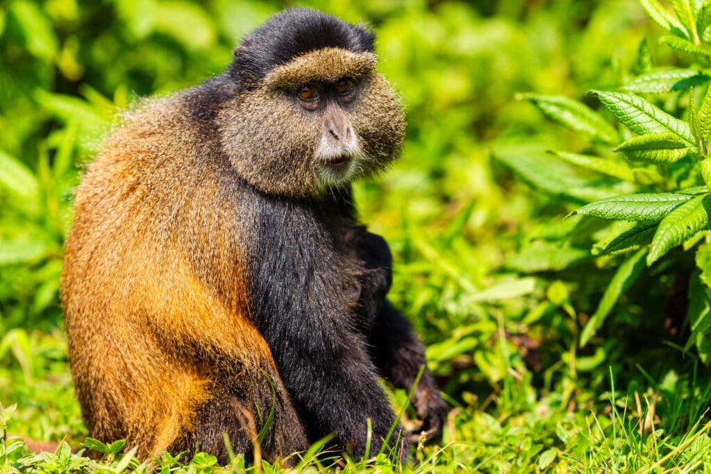 a golden monkey looks towards the camera