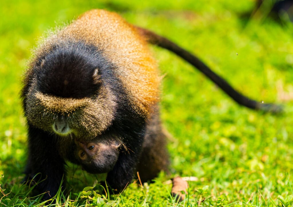 a golden monkey walks on all fours with a baby on its chest