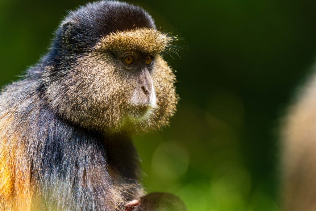 a golden monkey looks towards the camera