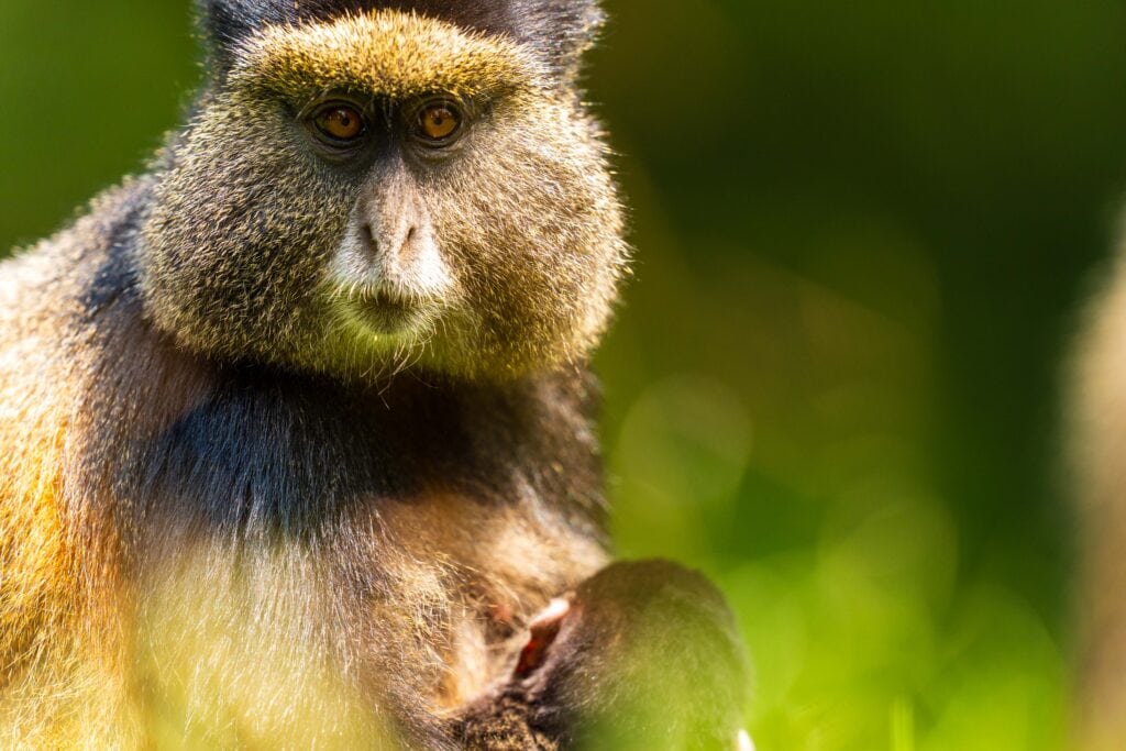 a golden monkey looks towards the camera holding a baby