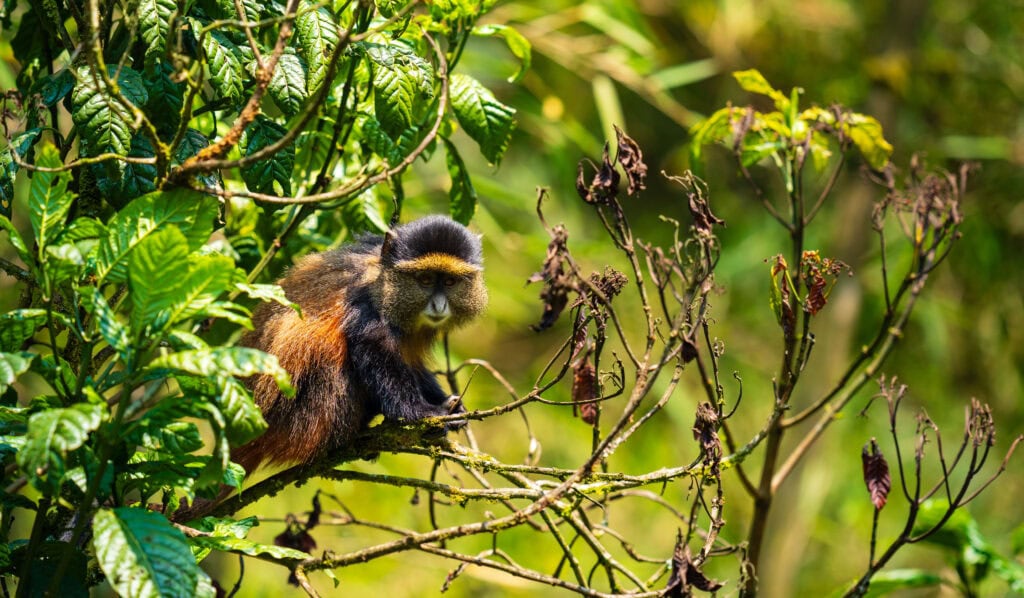 a golden monkey looks out from a tree branch