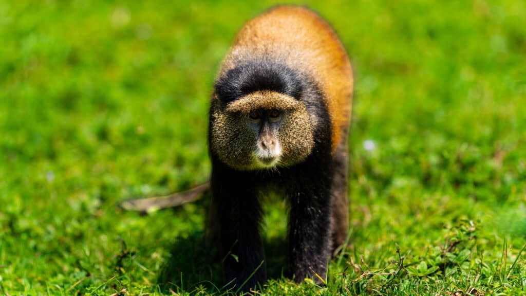 a golden monkey walks on the grassy ground in volcanoes national park