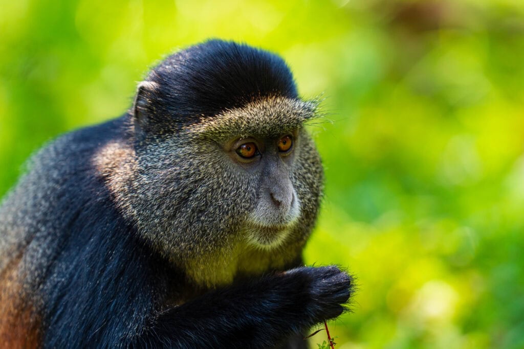 a golden monkey holds something in its hand