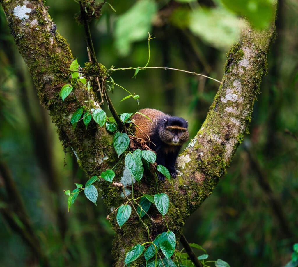 a golden money poses on a tree branch in rwanda