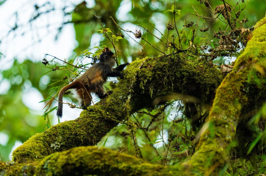 a golden monkey runs up a mossy branch in rwanda