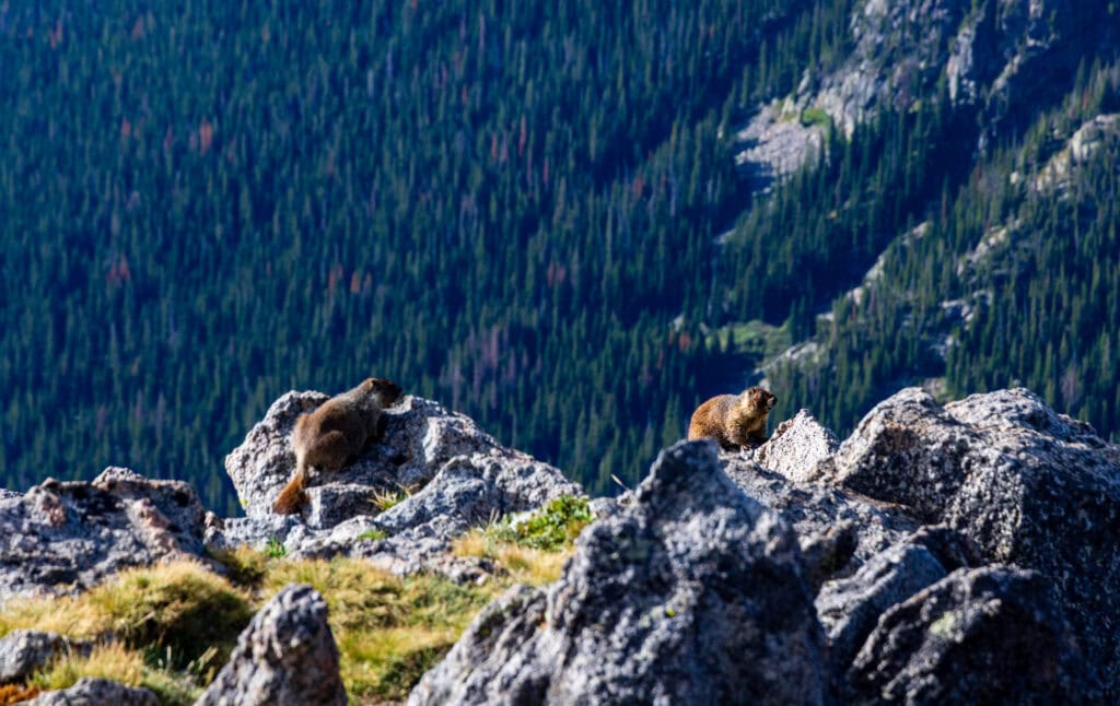 two marmots on the rocks