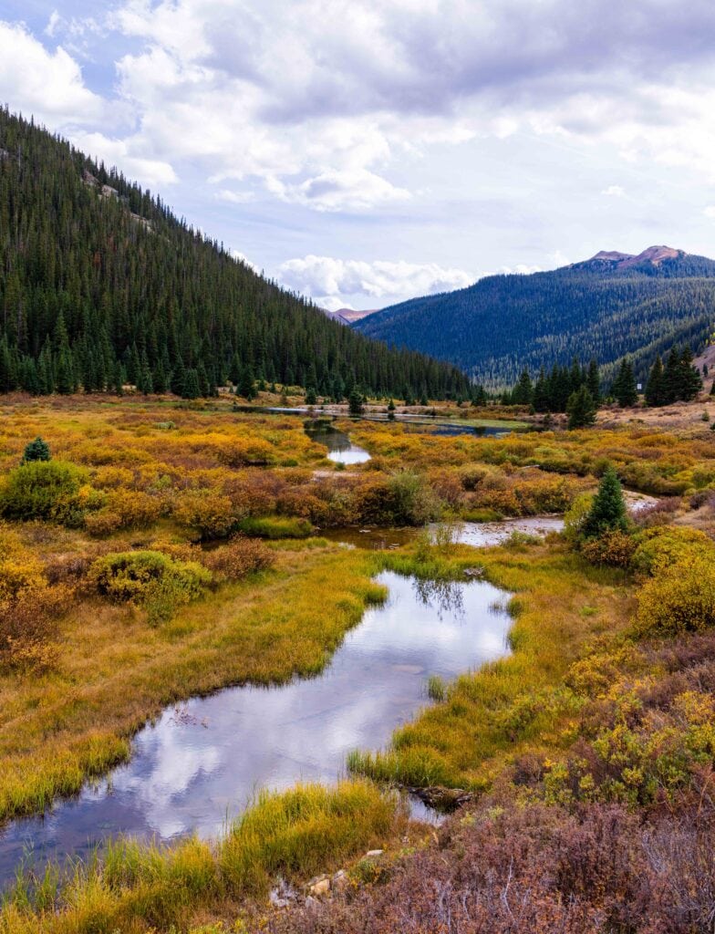 Stream winding through a golden alpine meadow surrounded by forest