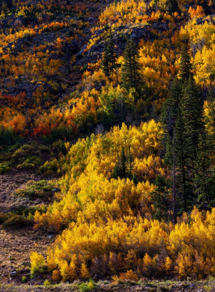 Steep hillside covered in gold and orange aspen groves mixed with dark evergreens
