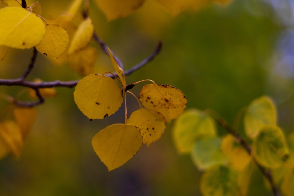Close-up of yellow aspen leaves on a branch with a blurred green and gold background