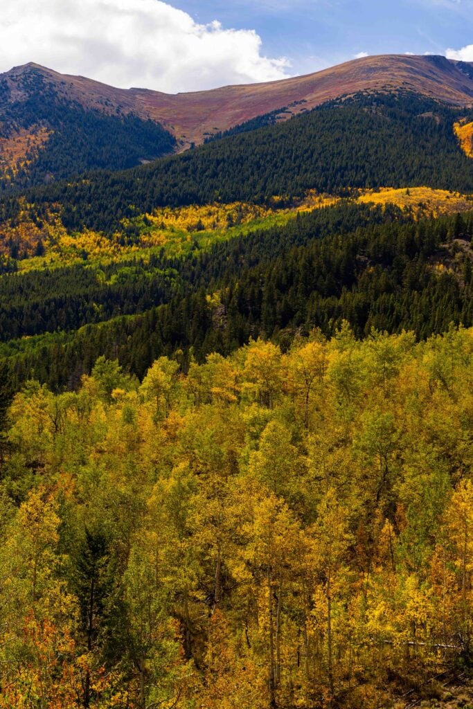 Aspen groves turning gold on a hillside below a mountain ridge