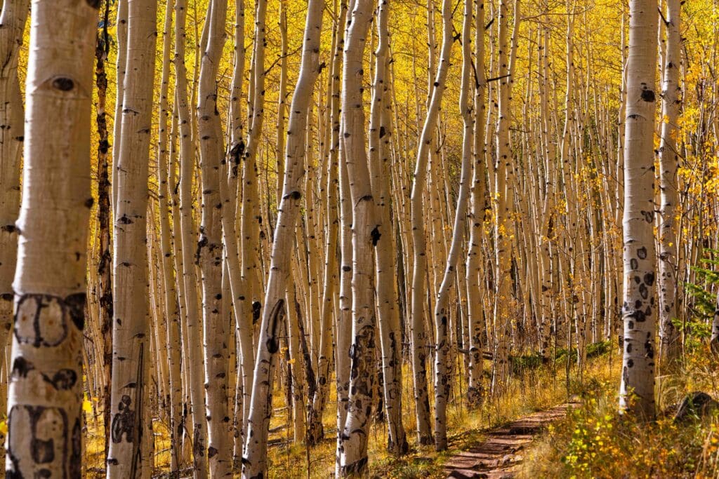 Dirt trail curving through a golden aspen forest