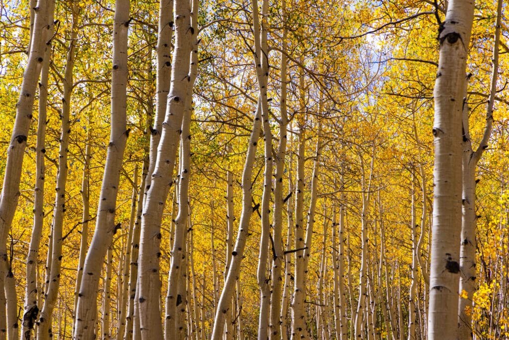 Dense stand of white aspen trunks with golden autumn leaves